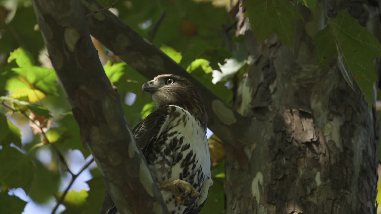 halcón en un árbol