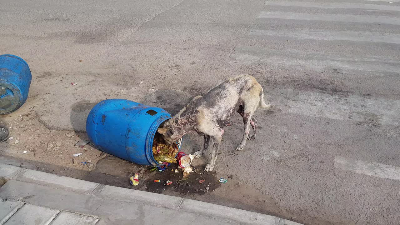 Un cane randagio malato che cerca cibo in un bidone della spazzatura a bordo strada.
