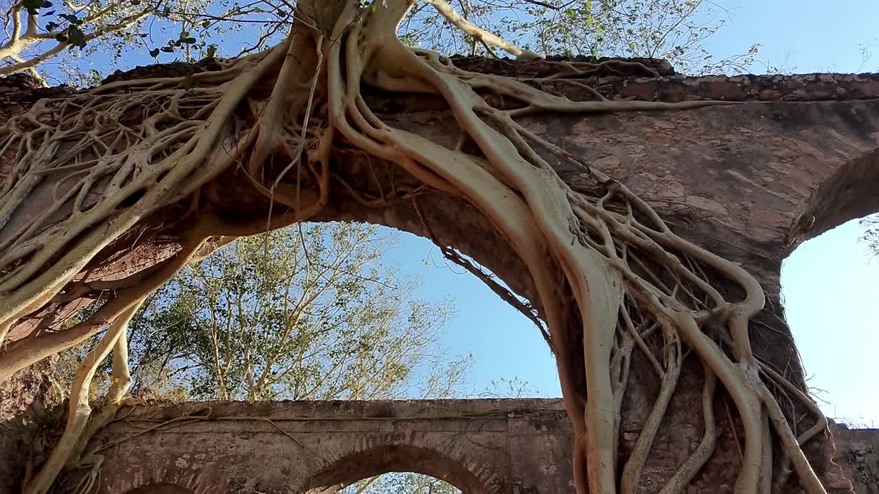Descending plan of a monument of the hacienda ruins and the respective trees