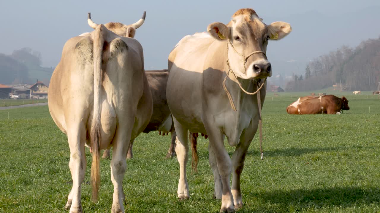 Sapi berdiri berdampingan dan berjalan menuju kamera