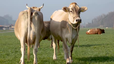 cows standing next to each other, and walking toward the camera