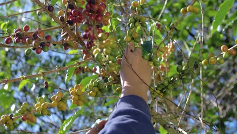 Ein-Bauer-Pflückt-Reife-Bohnen-Von-Einem-Kaffeebaum-Auf-Einer-Plantage-In-El-Salvador