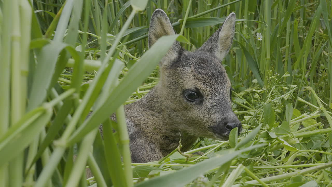 крупным планом олененок, детеныш оленя в зеленой траве, маленькое испуганное животное в природе