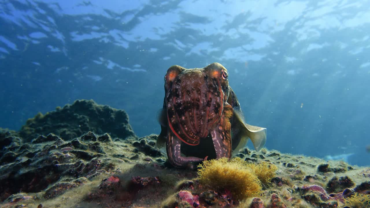 Inquadratura dal basso di una Sepia officinalis su una barriera corallina rocciosa che guarda la telecamera, con drammatica retroilluminazione e dettagli dei tentacoli