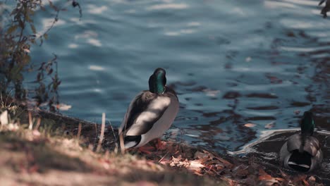 a close-up of the mallard ducks swimming away from the bank of the pond wagging their tails