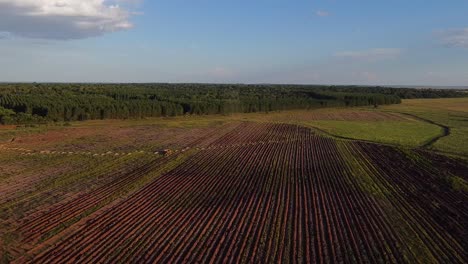 toma aérea de un drone de una tierra agrícola recién preparada entre un bosque en posadas de misiones argentina