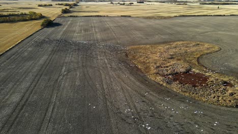 static drone 4k footage of the flight of thousandâ´s of migratory birds of different species to warmer lands in america