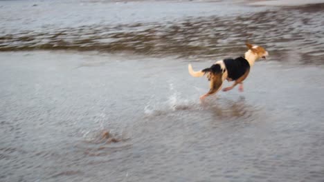 A-Huge-young-German-Shepherd-dog-chasing-and-running-behind-stray-dog-on-beach-in-Mumbai,-Pet-dog-German-shepherd-playing-and-running-behind-Indian-stray-dog-on-beach-shore-in-Mumbai