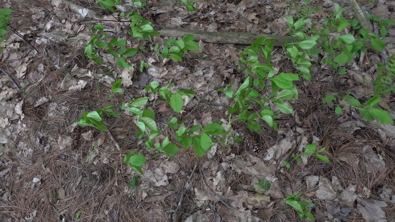 Some vegetation on the ground swaying strongly under the effect of the wind and nature. The ground is in full motion, creating a truly beautiful cinematic scene