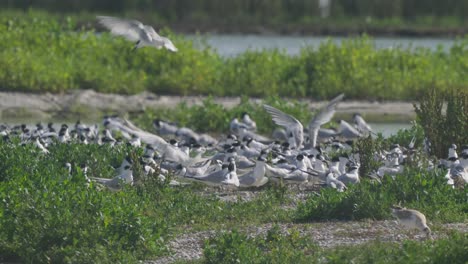 group of sandwich terns with some flying in to land at texel grassland in netherlands