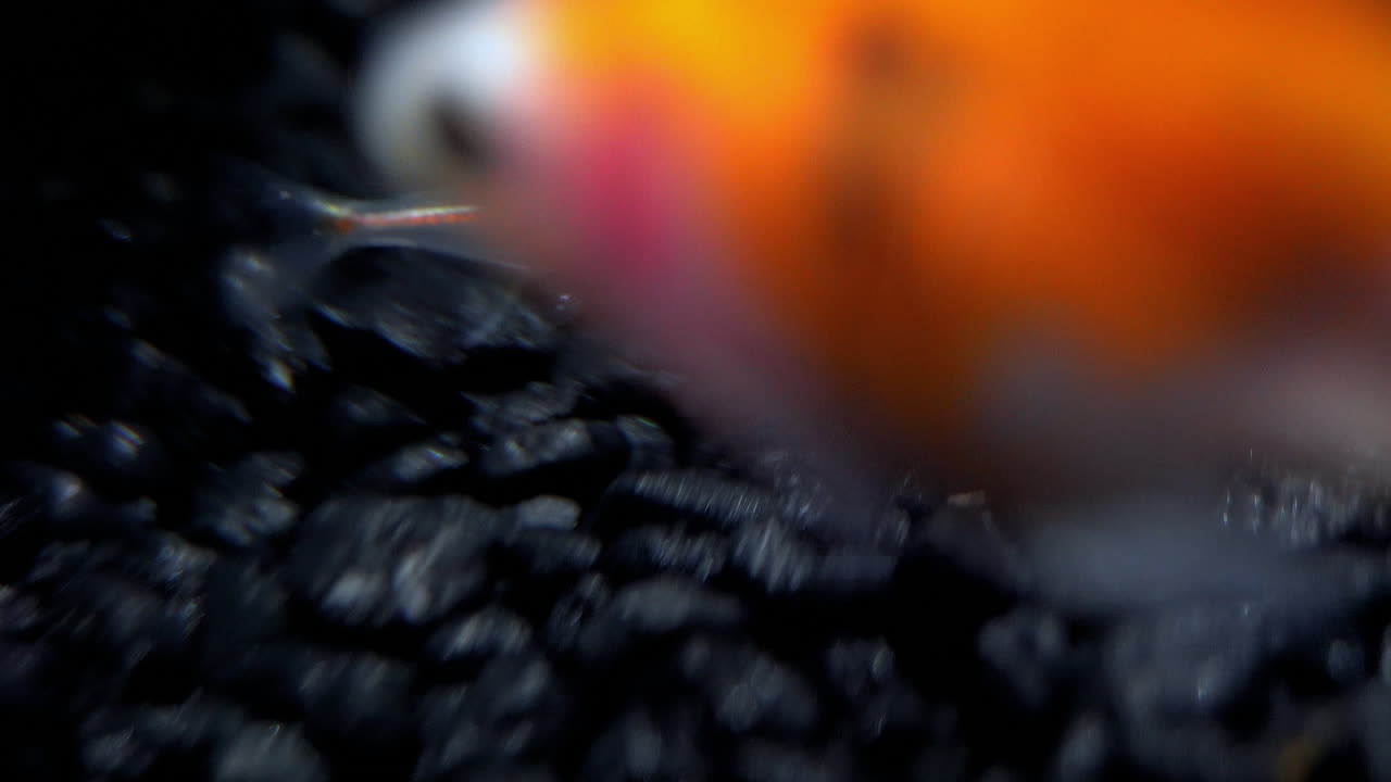 un pez diminuto nada y es tan transparente que los órganos internos son visibles