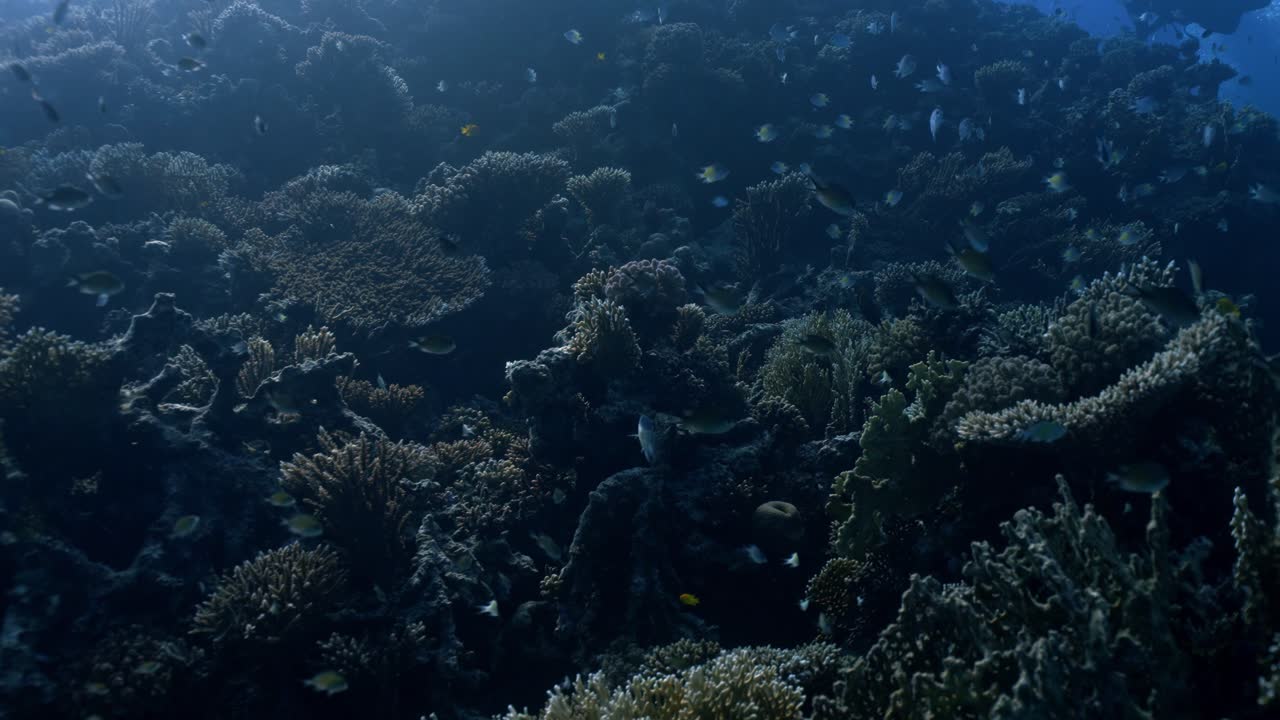 A distinctive Yellow-side Damselfish (Amblyglyphidodon flavilatus) displays its unique two-tone coloration, with a pale silver anterior and a bright yellow posterior
