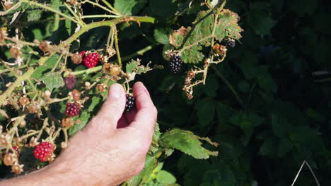 Male hand coming to pick blackberry fruit from bush, locked off slow motion