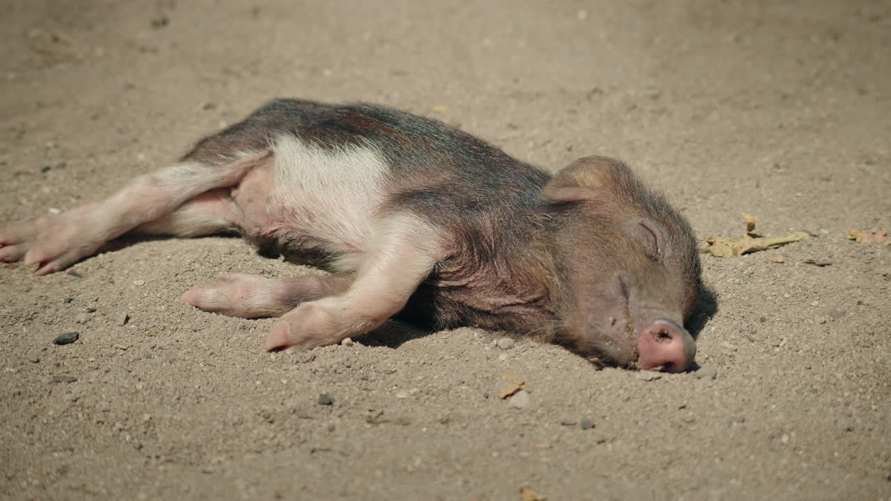 Leitão dormindo na areia