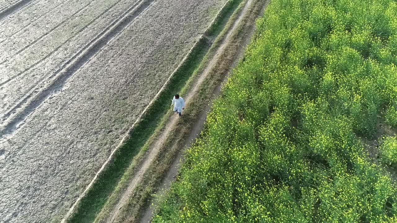농부 남자가 사탕수수  근처에서 혼자 걸어 농장 농학자, 공중 드론 뷰