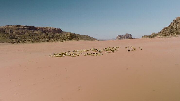 Flock Of Sheep Herd By Nomad In Camel Walking In The Desert Near Wadi Rum In Jordan