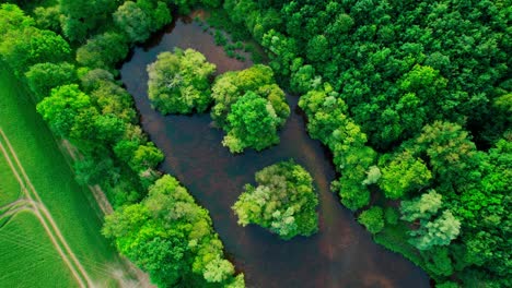 top view of a small pond with dense vegetation