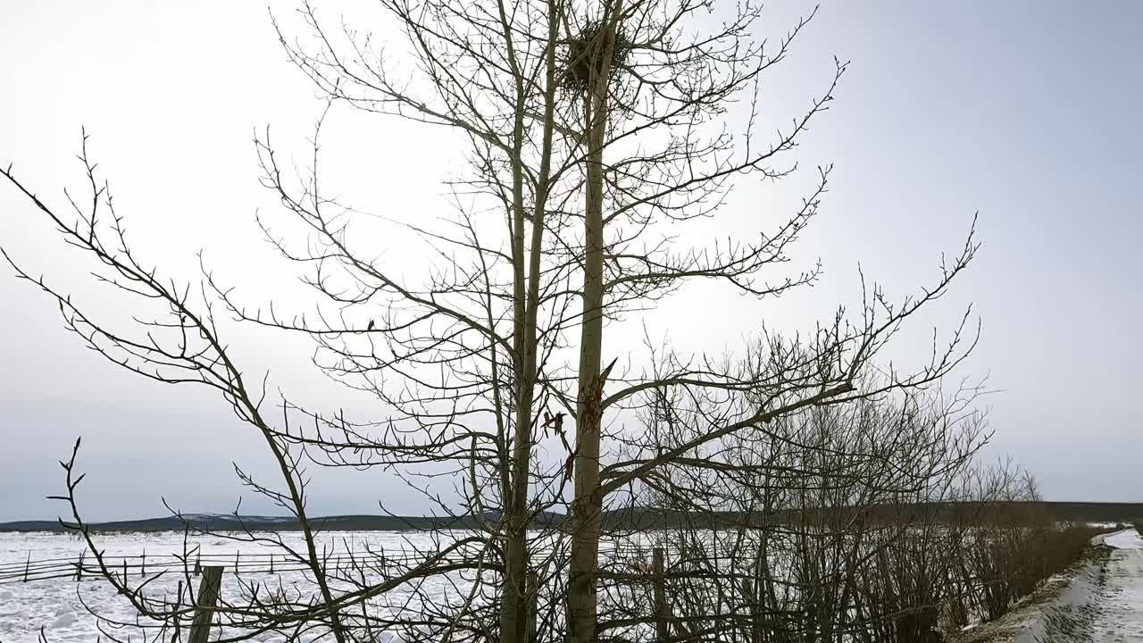 회색 하늘을 배경으로 나무에 있는 새의 둥지, 카메라가 나무에서 둥지에 올라갑니다.