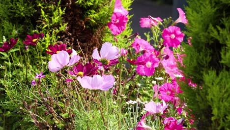 flores vibrantes balanceándose en la brisa del jardín
