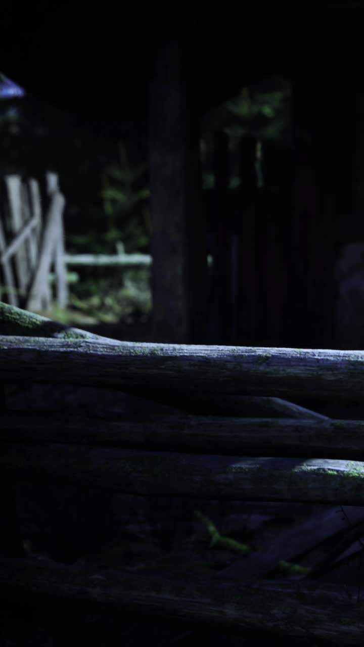 Nighttime tranquility in the forest with moss covered wooden logs
