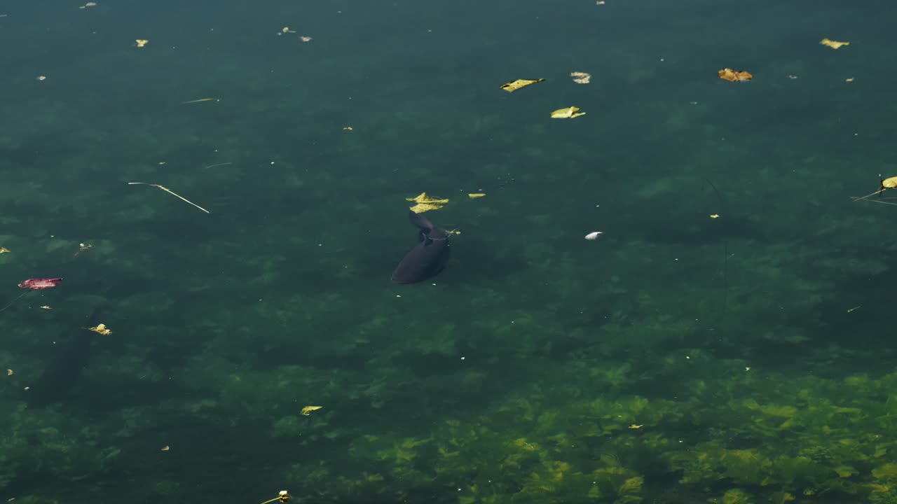 A single dark fish swims below the water surface in a pond with floating leaves and visible underwater plants