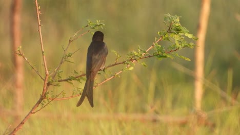 Schwarzer-Drongo-Im-Teichgebiet,-Der-Auf-Beten-Wartet