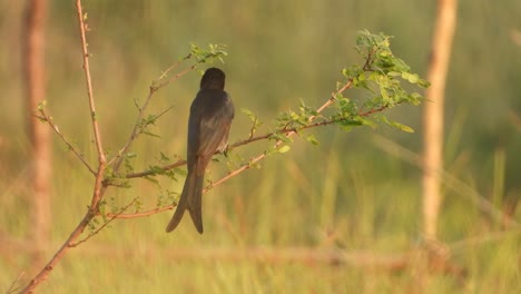 drongo negro en el área del estanque esperando orar