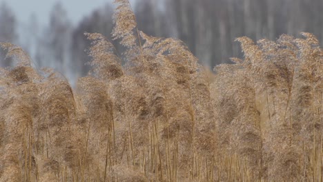 Trockenes-Langrohrgras-Bewegt-Sich-Sanft-Im-Wind