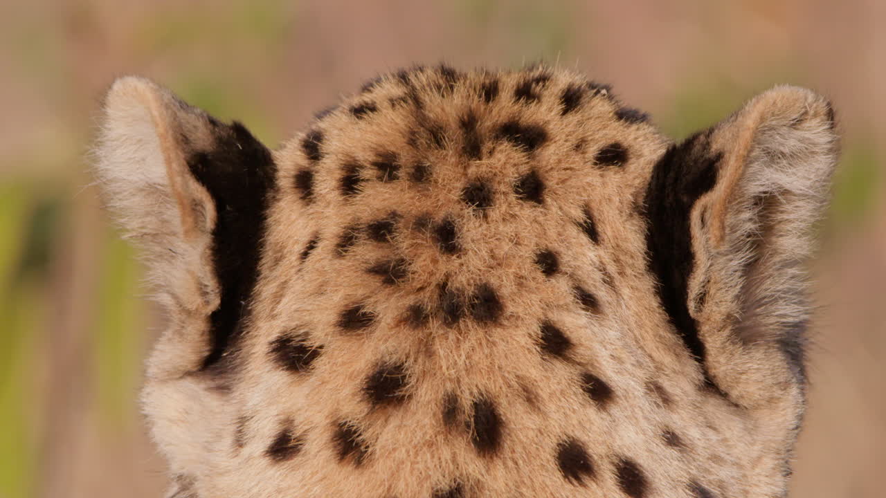 Close up shot of a cheetah's spotted crest as it surveys