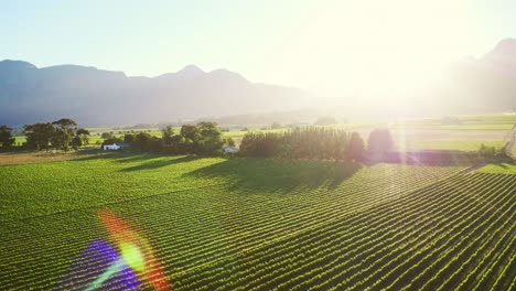 above the wine farm