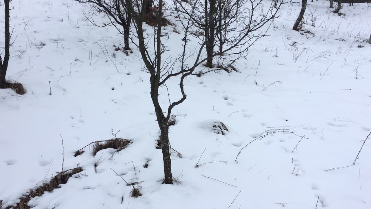 겨울철 나무의 하향식 비디오