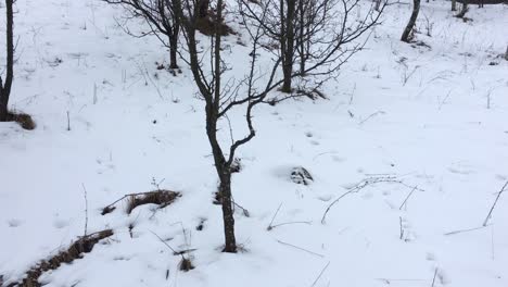 top down video of a tree on winter time