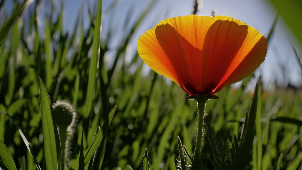 Low-angle video shot of a vibrant orange poppy amidst lush green grass, backlit by the sun