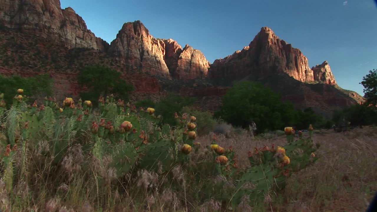 자이언 국립 공원 1에서 피는 사막 선인장의 중간 샷