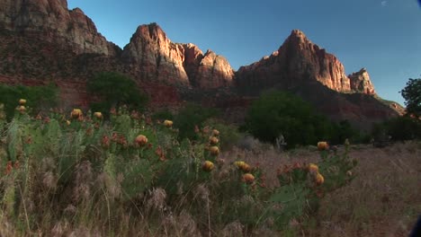 Medium-Shot-Of-Blooming-Desert-Cactus-In-Zion-National-Park-1