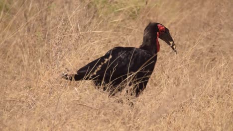 big bird - ground hornbill - walking on savannah looking for food