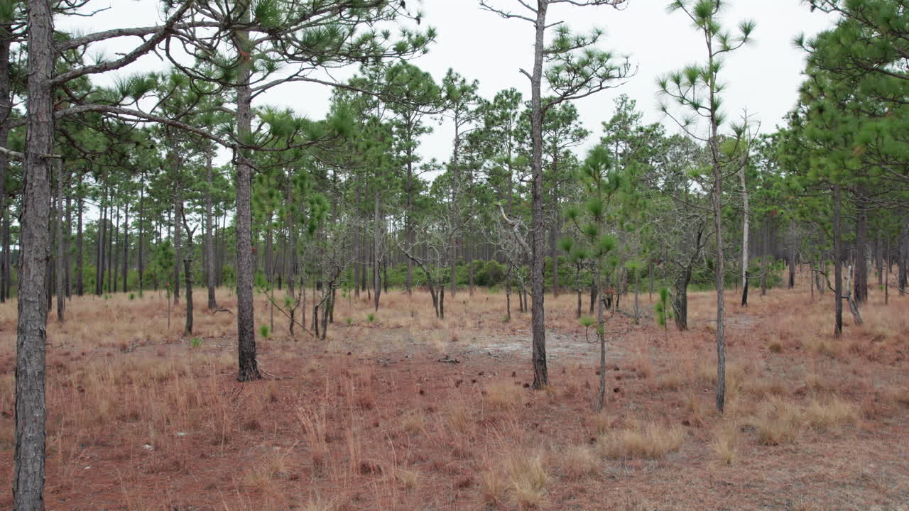 겨울에 긴 잎 소나무 숲을 통해 이동하는 드론 샷