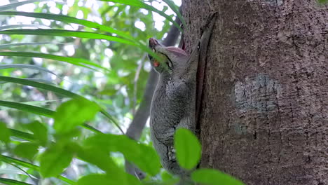 colugo oder fliegender lemur, der sich in einem kleinen naturpark in singapur an einen baumstamm klammert - ganzkörperaufnahme der seitenansicht