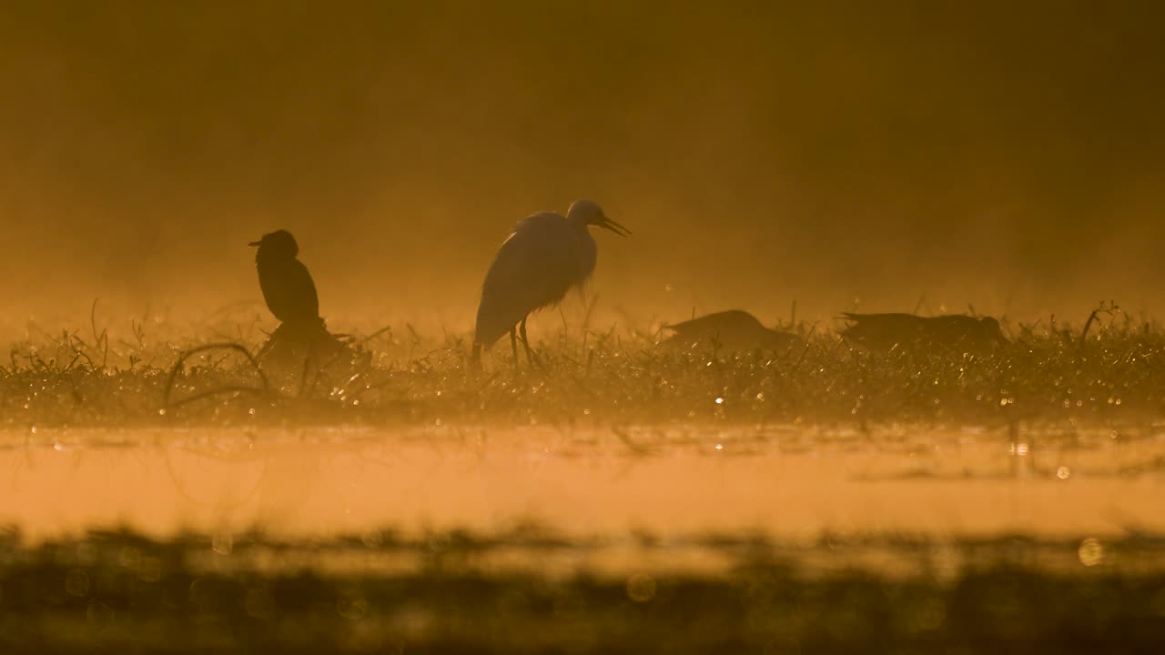 Peaceful misty morning highlights egret and ducks in natural harmony