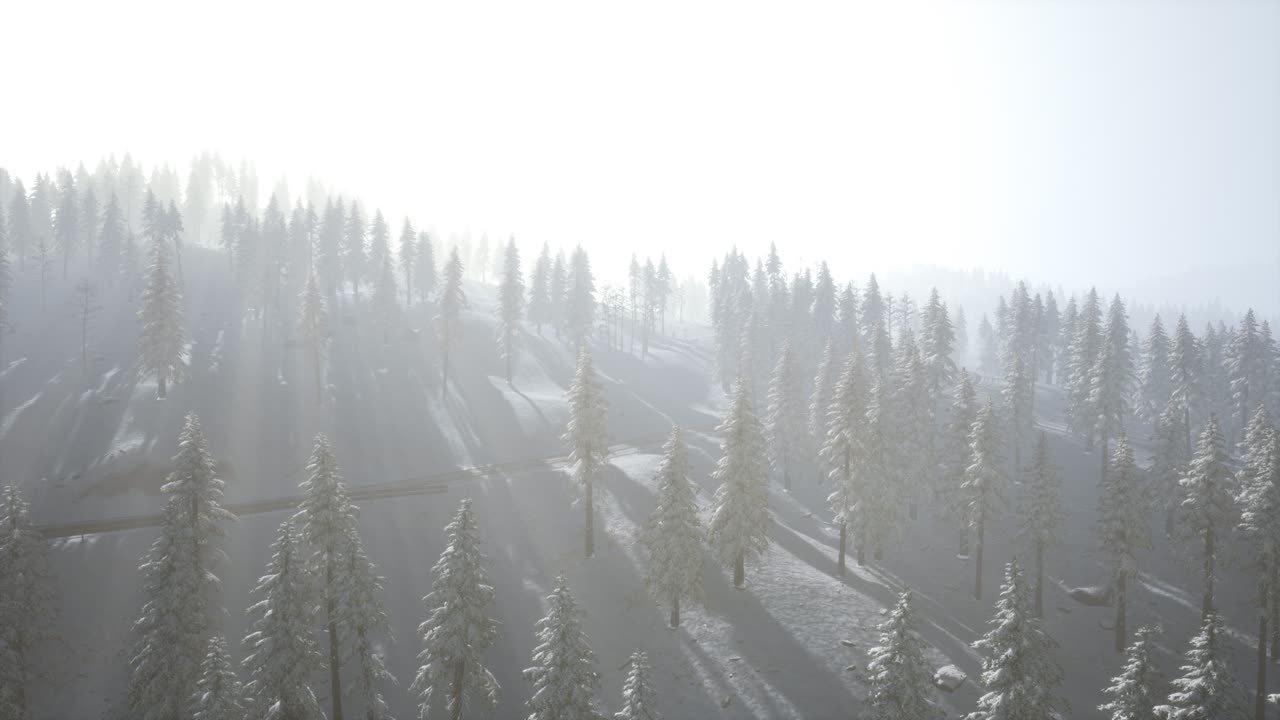 추운 겨울 아침 에 숲 의 공중 전망