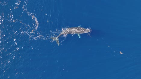 un becerro de ballena jorobada nadando en el océano azul durante el verano en moorea, polinesia francesa