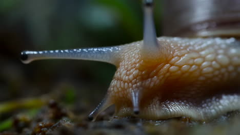 close-up view of a snail