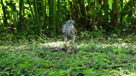 Shikra-Alimentándose-De-Otro-Pájaro-En-El-Suelo,-Esta-Ave-De-Rapiña-Atrapó-Un-Pájaro-Para-Desayunar-Y-Estaba-Ocupado-Comiendo,-Luego-Se-Asustó-Y-Se-Fue