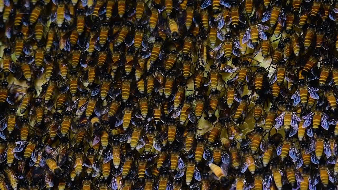 Giant Honey Bees are known to build large colonies of nest with symmetrical pockets made of wax for them to store honey as their food source