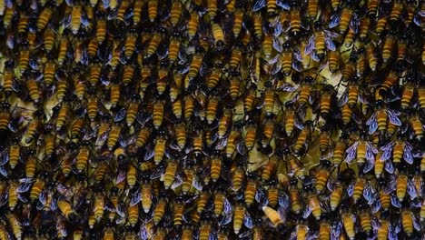 giant honey bees are known to build large colonies of nest with symmetrical pockets made of wax for them to store honey as their food source