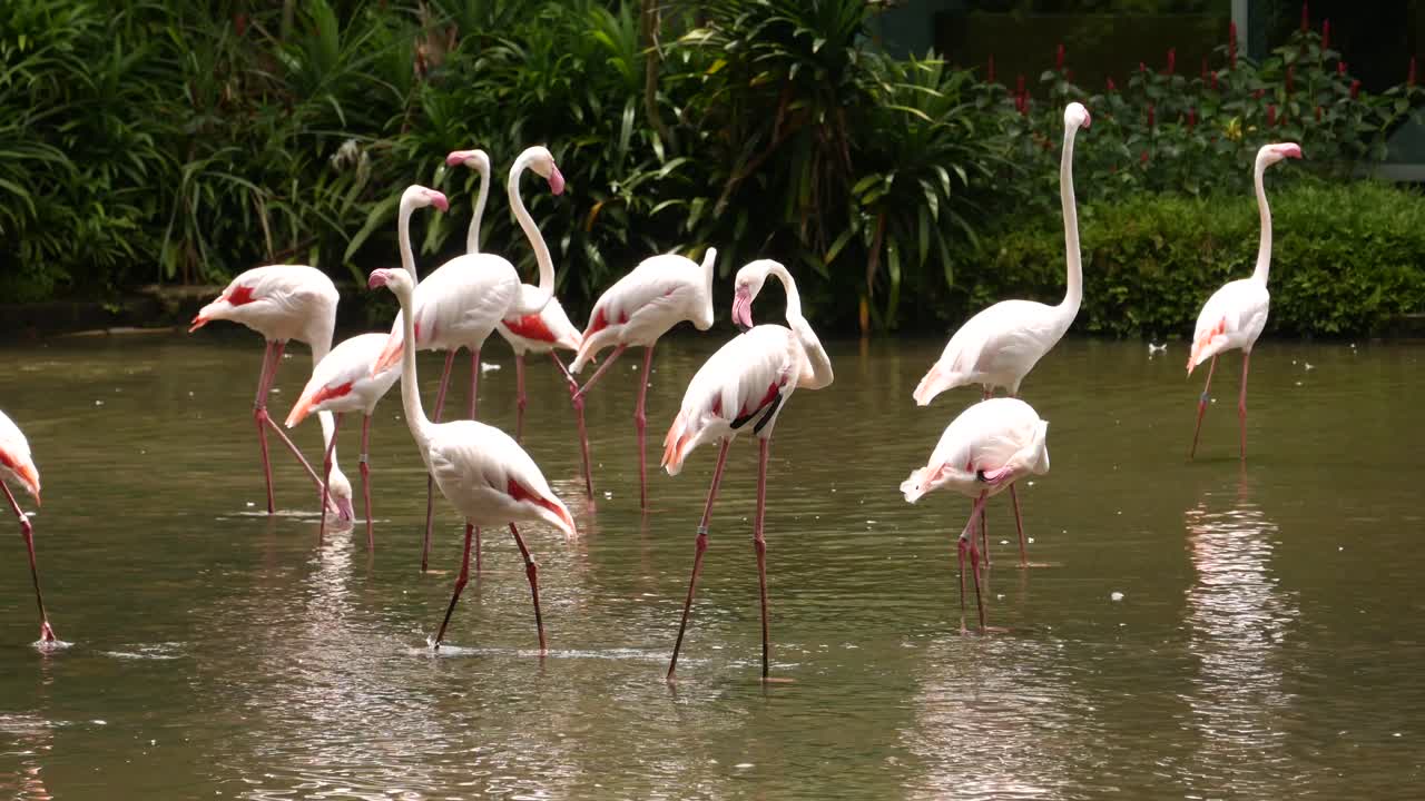 연못에 플라밍고