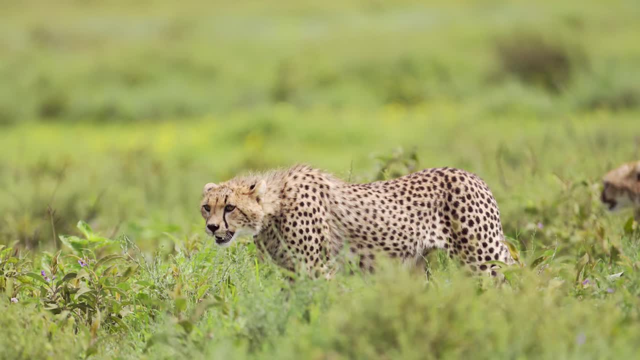 Cheetah Walking in Serengeti National Park, Panning Shot on Cheetah on the Move in Tanzania in Africa on African Wildlife Safari Animals Game Drive