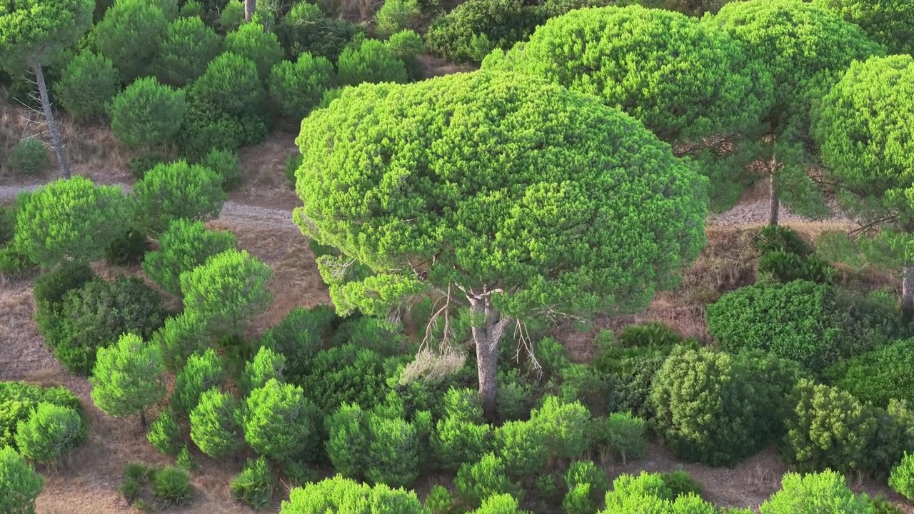Vue aérienne d'une forêt de pins luxuriante à Cadix, Espagne, avec une canopée d'arbres verts dense, idéale pour les thèmes de nature, conservation, foresterie et paysage méditerranéen