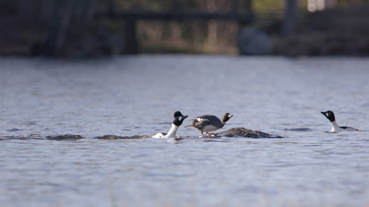 강에서 흔한 골든아이 오리, 한 마리가 이륙, 스웨덴, 느린 동작의 넓은