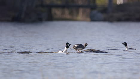 common goldeneye ducks in a river, one taking off, sweden, slow motion wide shot